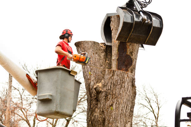 How Our Tree Care Process Works  in  Monterey, TN